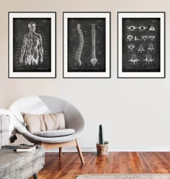 Types de vertèbres - Chalkboard