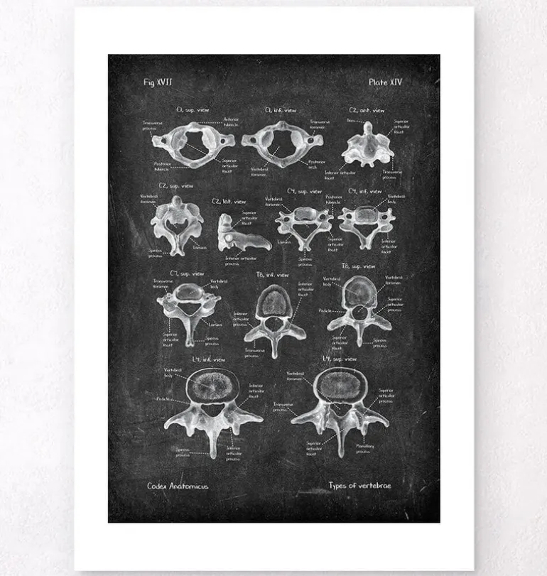 Types de vertèbres - Chalkboard
