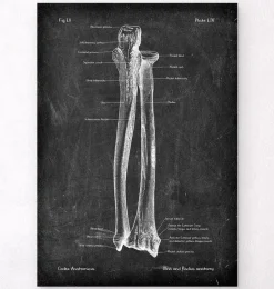 Ulna et radius - Chalkboard
