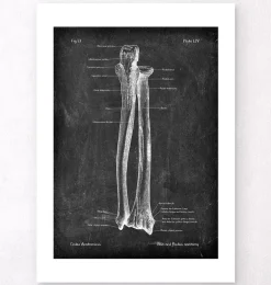 Ulna et radius - Chalkboard