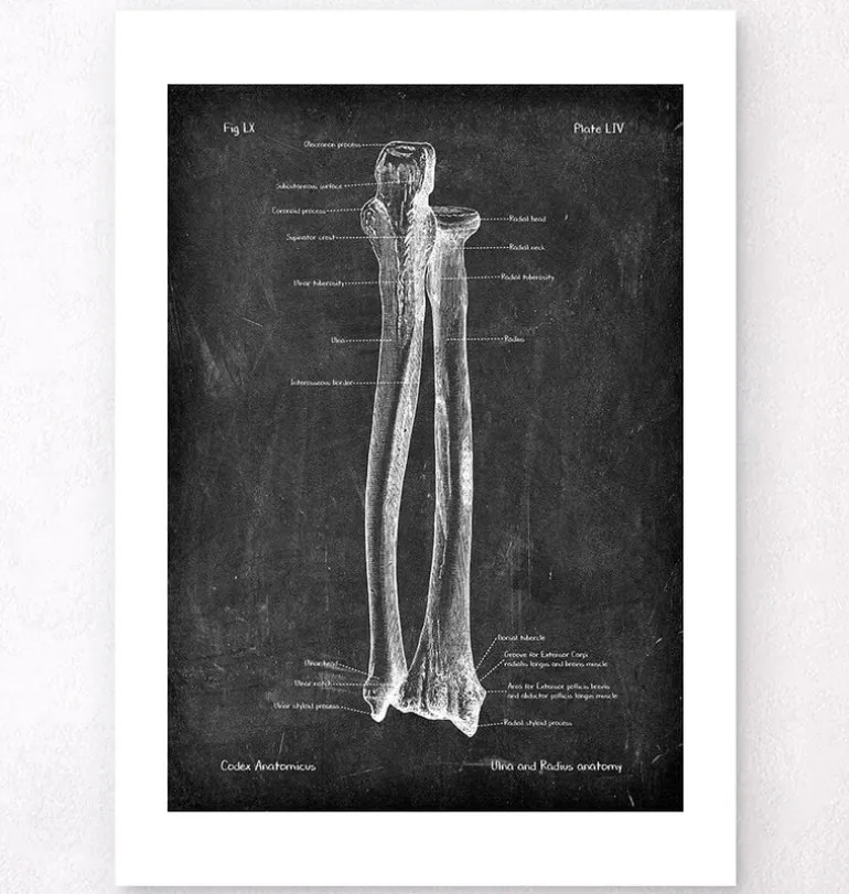 Ulna et radius - Chalkboard