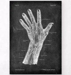Vaisseaux sanguins de la main - Chalkboard