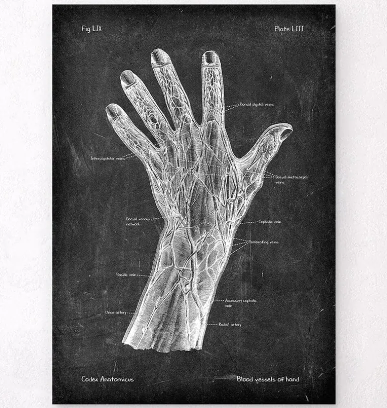 Vaisseaux sanguins de la main - Chalkboard
