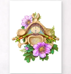Vertèbre cervicale - Floral - Blanc