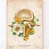 Vertèbre lombaire - Floral - Vintage