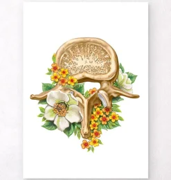 Vertèbre lombaire - Floral - Blanc