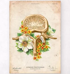 Vertèbre lombaire - Floral - Vintage