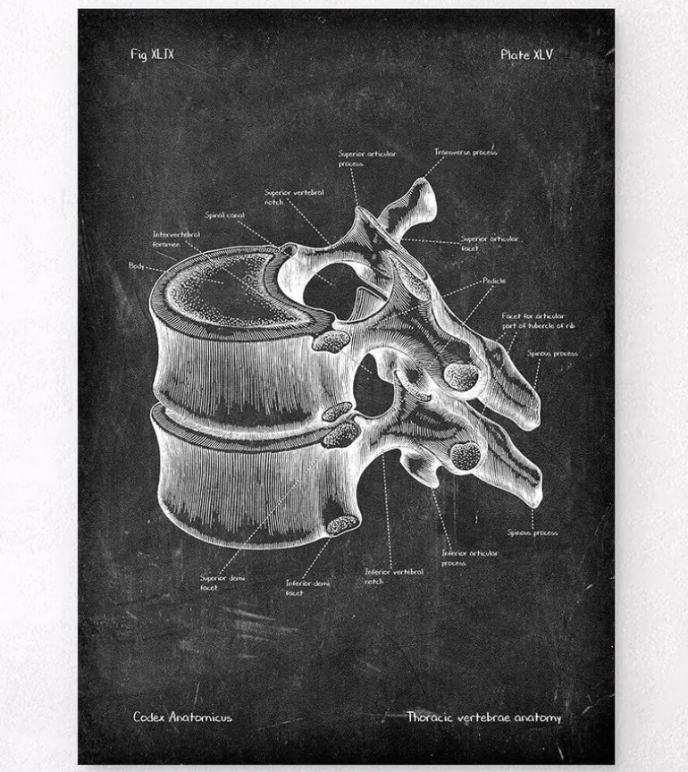 Vertèbre thoracique - Chalkboard