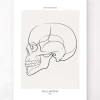Vue latérale du crâne - Line Art
